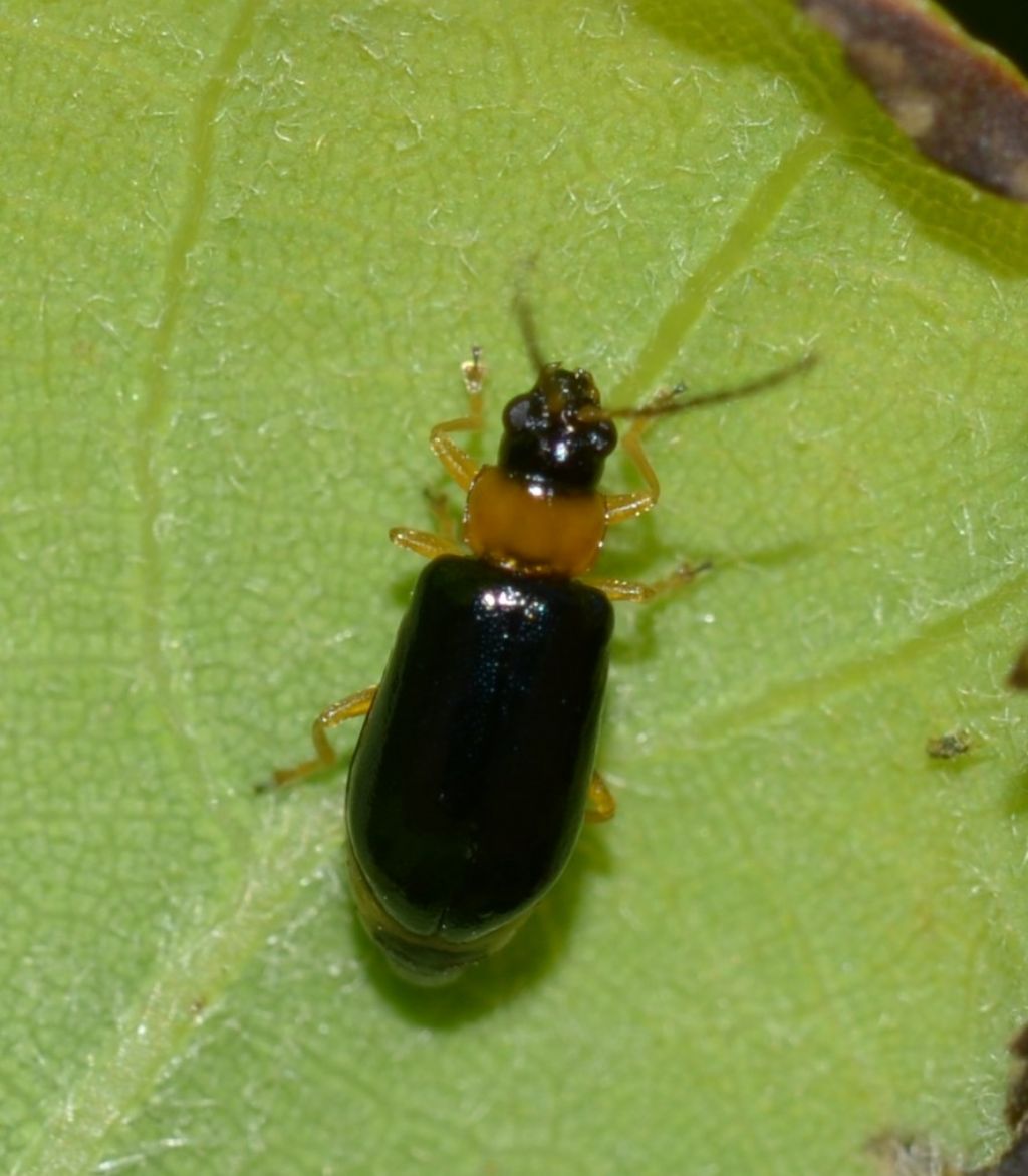 Hypebaeus flavicollis? No, Chrysomelidae, Luperus sp.